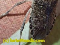 /home//u458753944/public_html/sourcegallery///////////Insects and small critters/aphids cicadas lanternflies and true bugs (Hemiptera)/PC250082.JPG